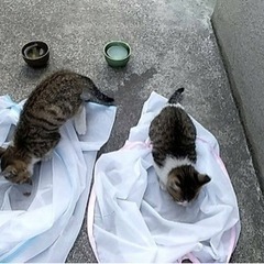 【鹿児島市】野良猫だった親が事故で亡くなり、仔猫が2匹困っています。 − 鹿児島県