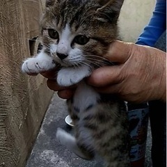 【鹿児島市】野良猫だった親が事故で亡くなり、仔猫が2匹困っています。 - 猫