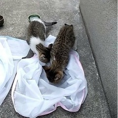 【鹿児島市】野良猫だった親が事故で亡くなり、仔猫が2匹困っています。 - 里親募集