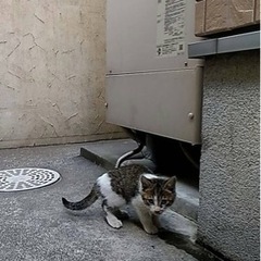 【鹿児島市】野良猫だった親が事故で亡くなり、仔猫が2匹困っています。 - 霧島市