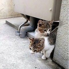 【鹿児島市】野良猫だった親が事故で亡くなり、仔猫が2匹困っています。