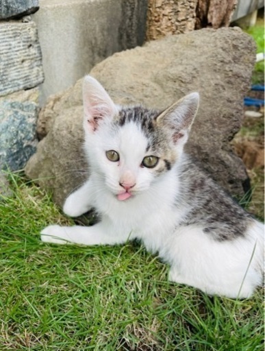 2ヶ月オス猫サバ柄猫ちゃん もこ 桐生球場前の猫の里親募集 ジモティー