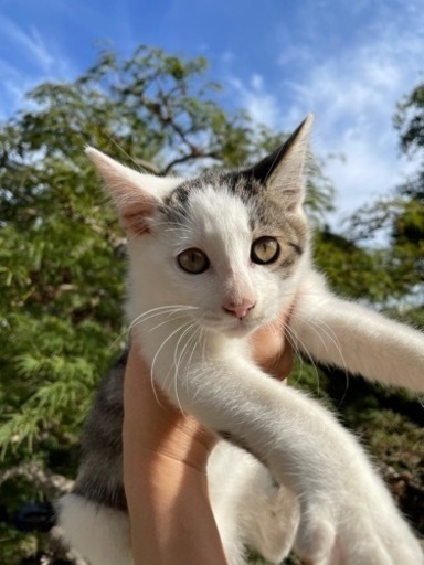 2ヶ月オス猫サバ柄猫ちゃん もこ 桐生球場前の猫の里親募集 ジモティー