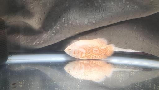アルビノオスカー 熱帯魚