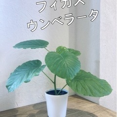 【観葉植物】フィカス　ウンベラータ　3.5号（１鉢） 