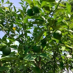 無農薬　青柚子10個