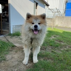 秋田犬2歳の男の子