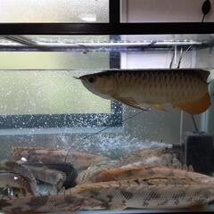 ポリプテルスエンドリ、アンソルギー、デルヘッジ、オルナティー各種