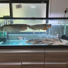 ポリプテルスエンドリ、アンソルギー、デルヘッジ、オルナティー各種