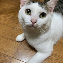 生後1年ほどの猫の里親募集です