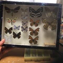 蝶、蛾　完成標本　美麗