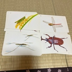 七田式　昆虫カード