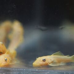 【熱帯魚】ブルーアイゴールデンブッシ―プレコ　4.0Cm程度　（...