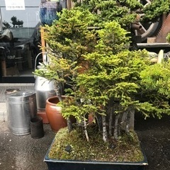 赤蝦夷松　寄せ植え用素材に成ります　7本立ててます 園内の盆栽紹介・蝦夷松の寄せ植え - YouTube