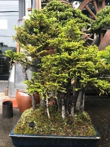 盆栽、アカエゾ松盆栽、赤蝦夷松盆栽、アカエゾ寄植え、松林