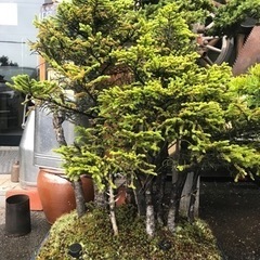 赤エゾ松盆栽、盆栽、大型盆栽、松盆栽、赤エゾ寄せ植え盆栽、赤