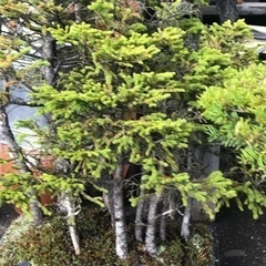 赤蝦夷松　寄せ植え用素材に成ります　10本立て 赤蝦夷松 寄せ植え用素材に成ります 10本立て