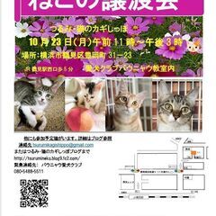 １０月２３日（日）つるみ・猫のカギしっぽ譲渡会