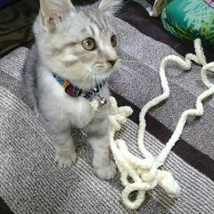 カワイイ生後２ヶ月の子猫ちゃん見つけました