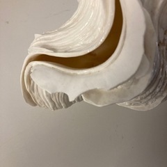 シェルライト大　クリーニング済み【管理番号81210】