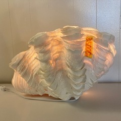 シェルライト大　クリーニング済み【管理番号81210】