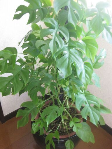 観葉植物♡ヒメモンステラ♡大鉢ヘゴ仕立て♪