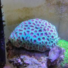 キクメイシ　サンゴ　珊瑚　マリンアクアリウム　アクアリウム