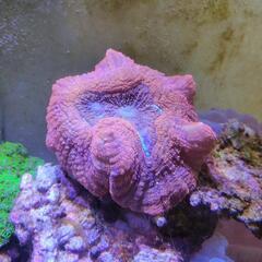 ハナガタサンゴ　サンゴ　珊瑚　マリンアクアリウム　アクアリウム