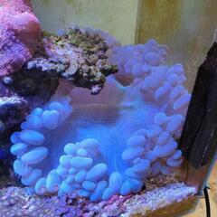 バブルコーラル　サンゴ　珊瑚　マリンアクアリウム　アクアリウム