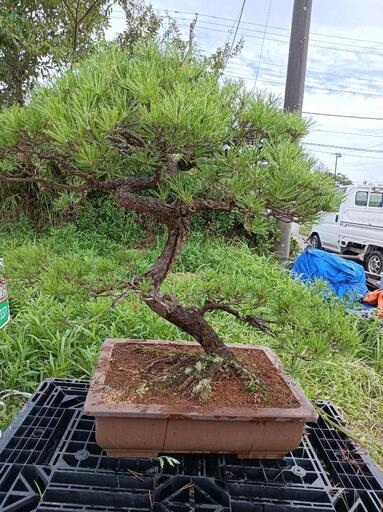 最終お値引きしました。大きな　黒松の盆栽　配送も致します。