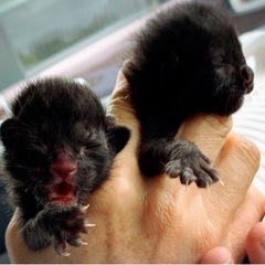黒猫の赤ちゃん