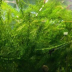 無農薬アナカリス　金魚藻