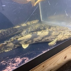 ポリプテルス エンドリケリー