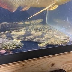 ポリプテルス エンドリケリー