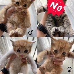 生後1ヶ月程の子猫の里親になってください