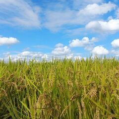 令和4年　兵庫県産　ヒノヒカリ　玄米　30キロ　安心安全な農家のお米
