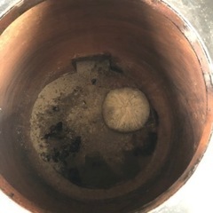 タンドール ナン 釜 本物 