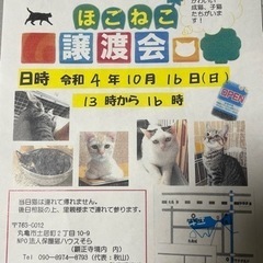 保護猫　譲渡会　の画像