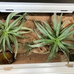 ☆杜のメダカトカゲ飼育にオススメ！！レプテリア300low