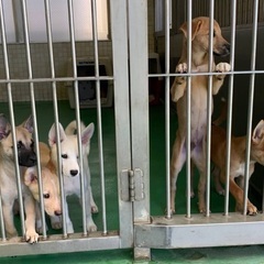 ありがとうございました❣️ 🆘保健所収容🐶可愛い野犬の子犬達がご...