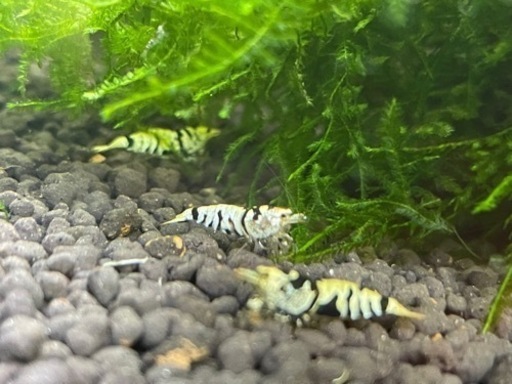 ブラックタイガービーシュリンプ50匹以上！！