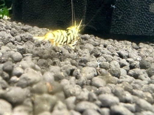 ブラックタイガービーシュリンプ50匹以上！！ ブラックタイガービーシュリンプ50匹以上！！