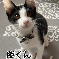 子猫5匹　見てから決めれます