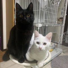 甘えん坊の仲良し白黒姉妹　7ヶ月 - 猫