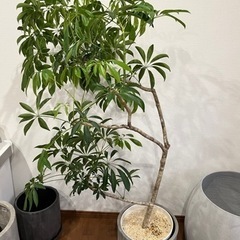 【ネット決済】シェフレラ　観葉植物　鉢カバー　セット　引き取り限定
