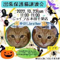 ねこけん千葉支部🐈️保護猫譲渡会開催します。