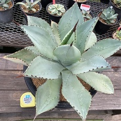 アガベ  ドラゴントゥース　特大　多肉植物
