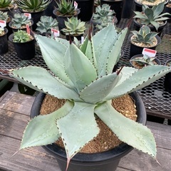 アガベ  ドラゴントゥース　特大　多肉植物