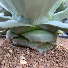 アガベ  ドラゴントゥース　特大　多肉植物