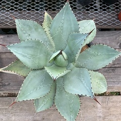 アガベ  ドラゴントゥース　特大　多肉植物